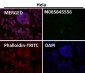 Anti-Phospho-ULK1 (S556) Rabbit Monoclonal Antibody